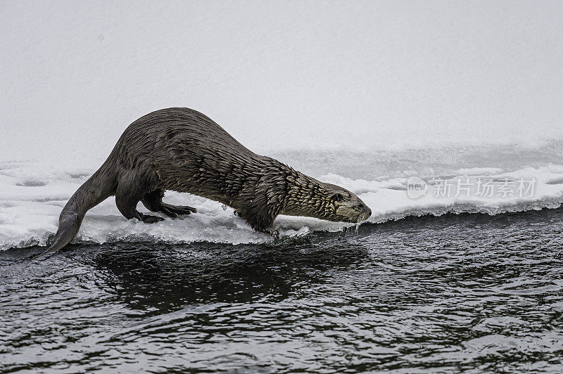 北美水獭，Lontra canadensis，也被称为北方水獭或普通水獭，是北美特有的半水栖哺乳动物。冬天在黄石河边和雪地里玩耍，黄石国家公园